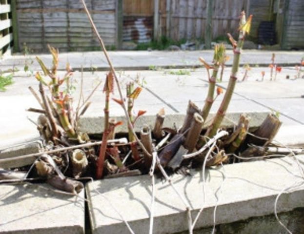 tn_japanse duizendknoop 4.jpg